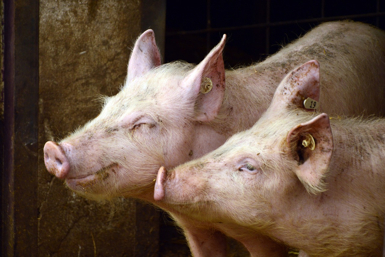 Cas D'Aujeszky Dans Le 05: Restriction De Circulation Des Porcins Vers ...